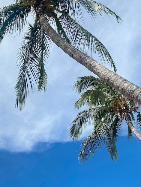 Beautiful coconut palm trees on blue sky background