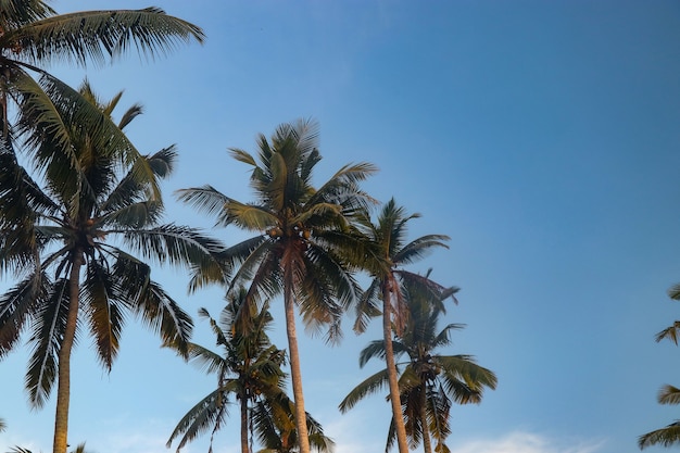 Beautiful coconut palms against the blue sky on Bali, Indonesia, horizontal orientation, Copy space