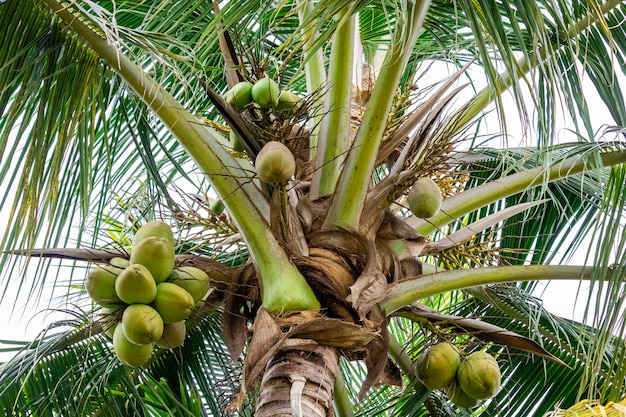 写真 収穫する緑のココナッツがたくさんある美しいココナッツの木、甘いココナッツウォーター。おいしく、さわやかで、保湿性があります。