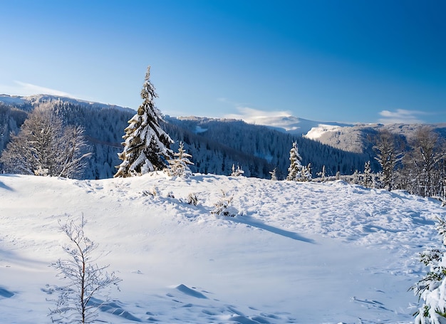 美しい寒い冬の朝の雪の背景に木と森と山が背景に