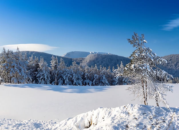美しい寒い冬の朝の雪の背景に木と森と山が背景に