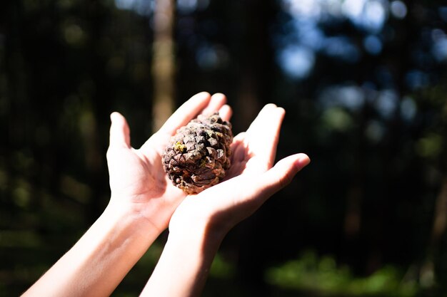 Photo beautiful collected pine cones in hands in a pine forest