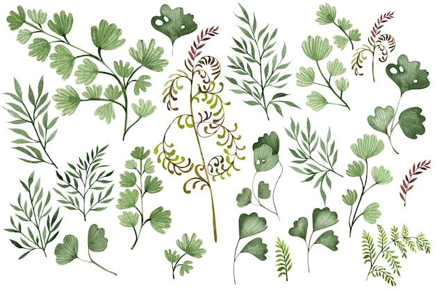 Beautiful  collection of fern elements isolated on white. Watercolor illustration.