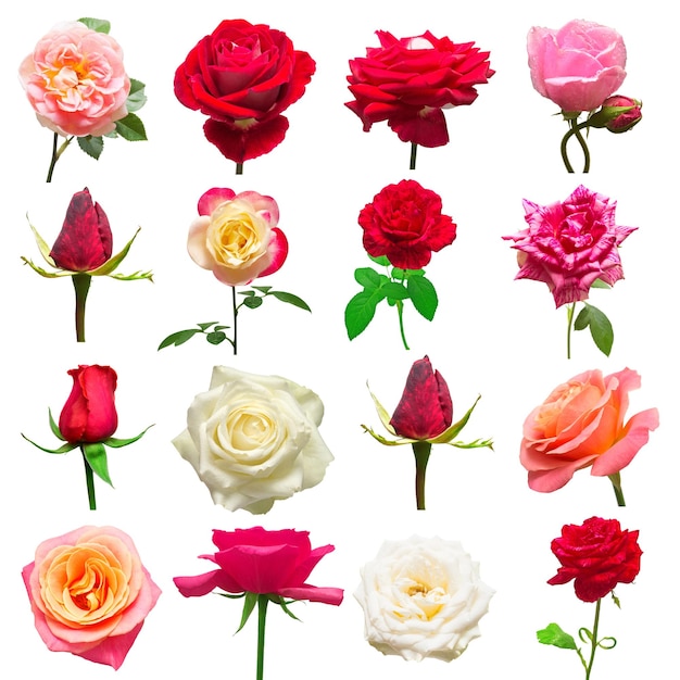 Photo a beautiful collection of roses flowers in white red and pink colors isolated on white background wedding card bouquet flat lay top view