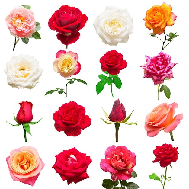 Photo a beautiful collection of roses flowers in white red and pink colors isolated on white background wedding card bouquet flat lay top view