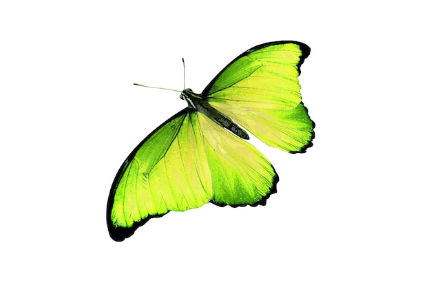 白で隔離の美しい色の蝶
