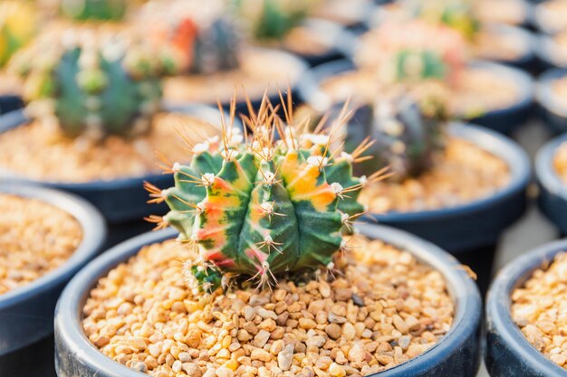 Foto bellissimo cactus colorato usato per decorare il soggiorno o il giardino dell'ufficio a casa