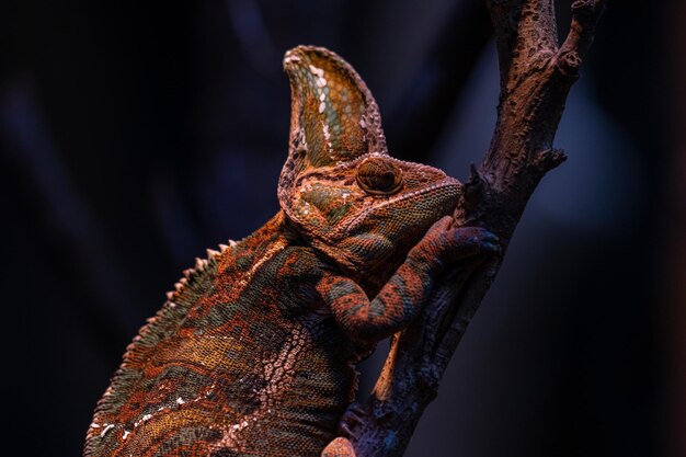 Beautiful color of of chameleon panther on branch animal closeup Dark background copy space for text