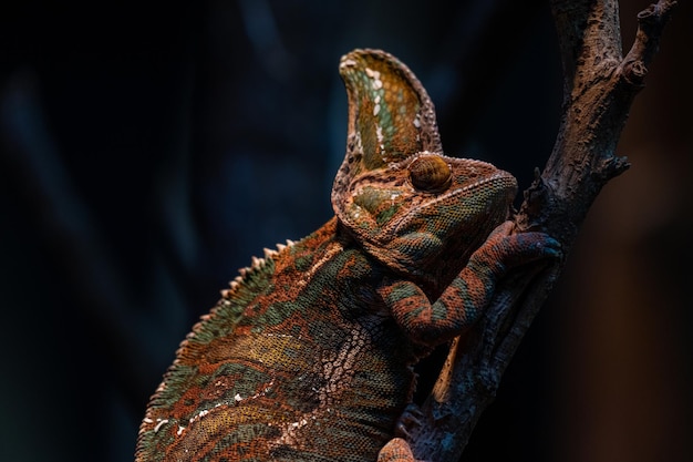 Beautiful color of of chameleon panther on branch animal closeup Dark background copy space for text