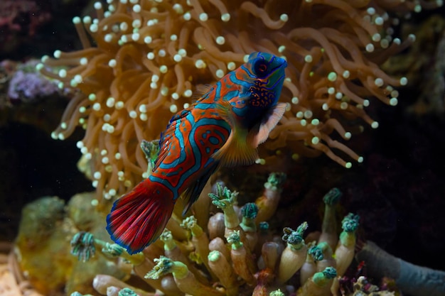 Pesce mandarino di colore bellissimo pesce mandarino pieno di colore