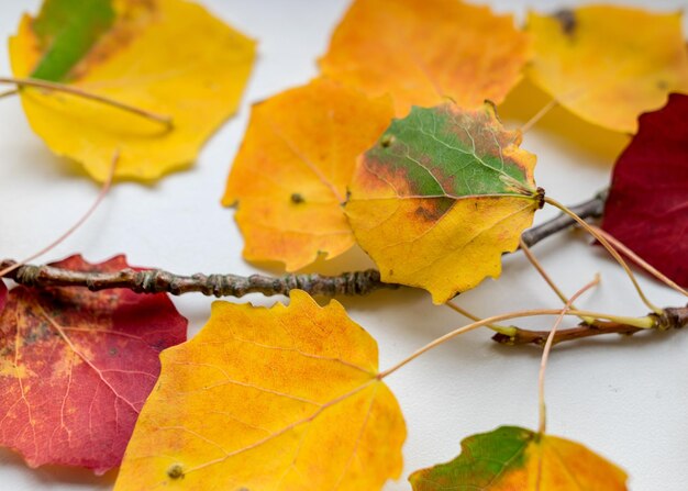 Beautiful colored aspen tree leaves on a light background autumn colors suitable for walpaper