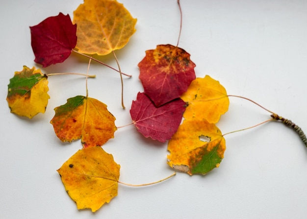 Beautiful colored aspen tree leaves on a light background autumn colors suitable for walpaper