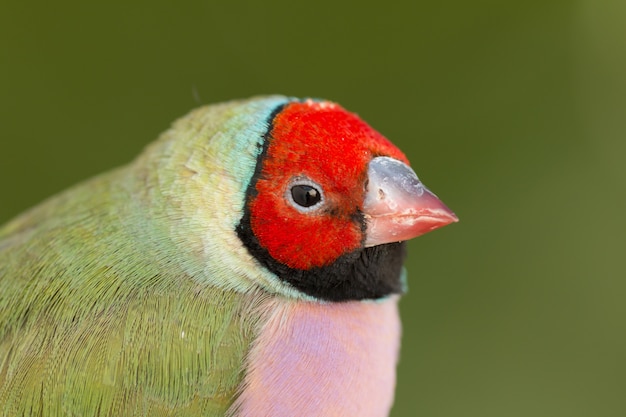美しい色の鳥