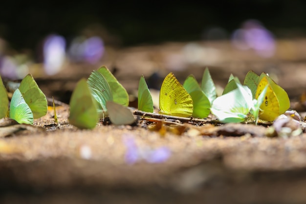 Beautiful colored Butterflies on the floor