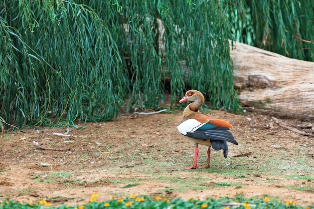 Beautiful, colored duck in nature