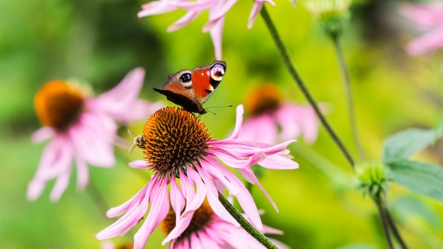 Beautiful colored european peacock butterfly inachis io aglais io and a bee on a purple echinacea