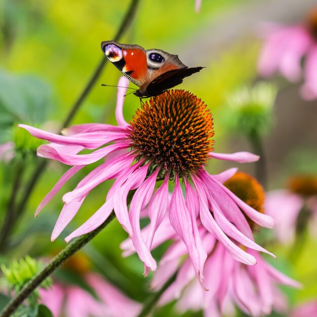 Bella farfalla di pavone europea colorata inachis io aglais io sull'echinacea viola del fiore in