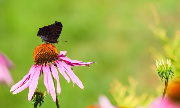 Beautiful colored european peacock butterfly on purple flower echinacea in sunny garden