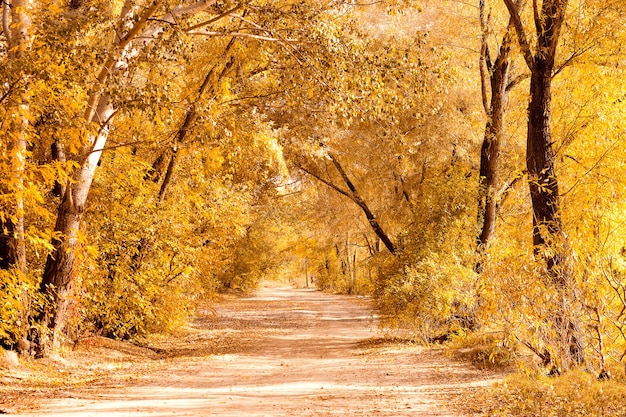 Beautiful colored forest landscape in autumn, with curved dirt road