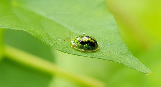 Beautiful colored insects with natural green background