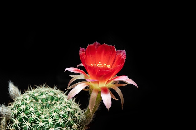 Photo beautiful colored lobivia cactus flowers blooming in the garden.