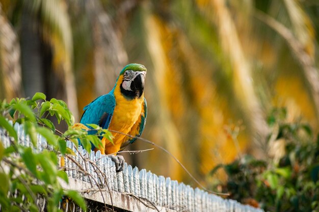 ヤシの木を背景にポーズをとってクッキーを求める美しい色のコンゴウインコ