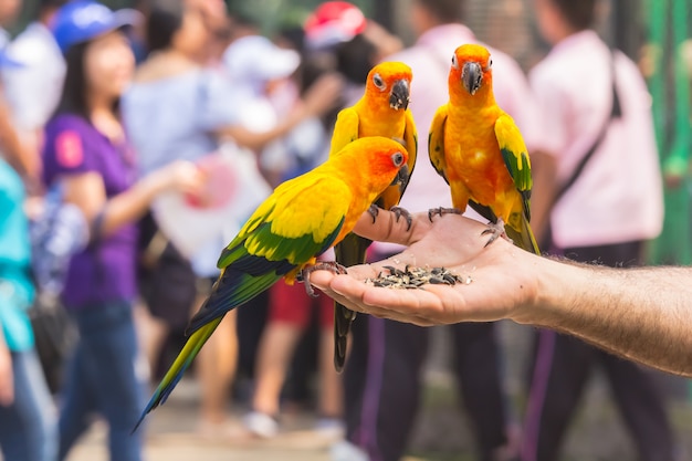그의 손에 음식을 먹는 아름다운 컬러 앵무새
