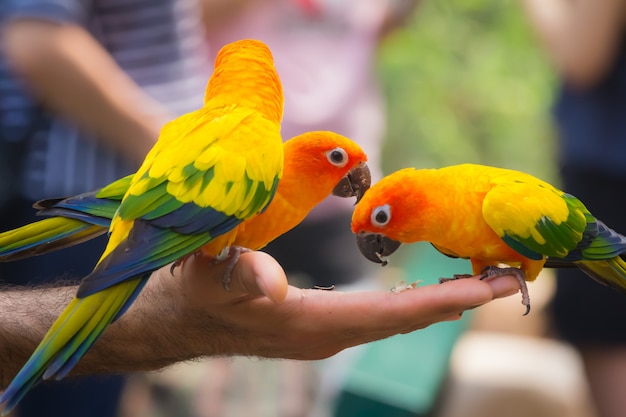 Un bellissimo pappagallo colorato mangiare cibo in mano