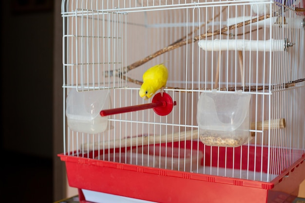 Beautiful colored parrots in a cage at home Cute pet Selective focus