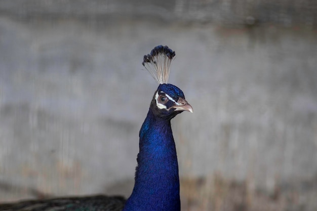 beautiful colored peacock posing for a close up portrait