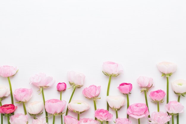 Beautiful colored ranunculus flowers isolated