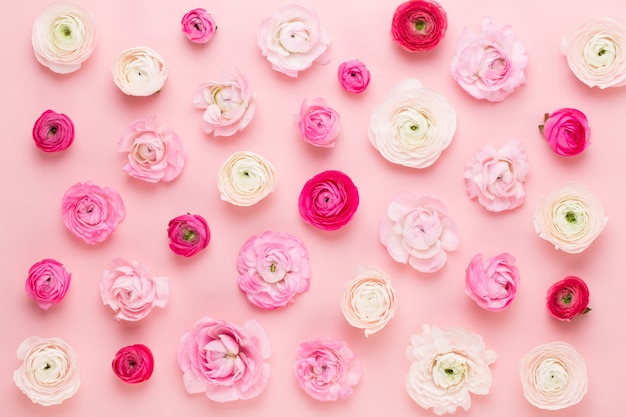 Beautiful colored ranunculus flowers on a pink  background. Spring greeting card.