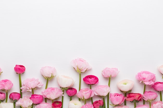 Beautiful colored ranunculus flowers on a white background.