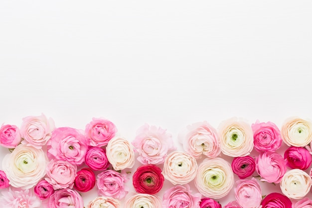 Beautiful colored ranunculus flowers on a white.Spring greeting card.