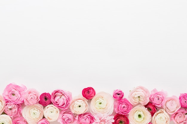 Beautiful colored ranunculus flowers on a white.