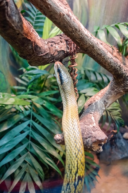Beautiful colored snake rising up its head in captivity