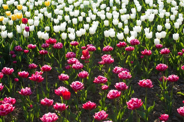 Beautiful colored tulip fields in spring at sunset Colorful tulips in the park Spring landscape