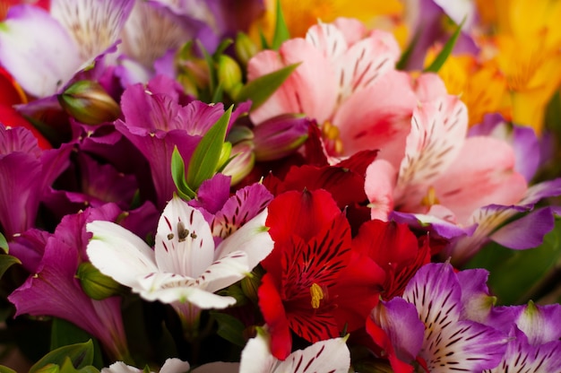 Beautiful colorful alstroemeria flowers