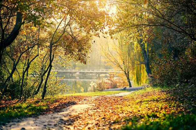 Beautiful colorful autumn landscape in forest