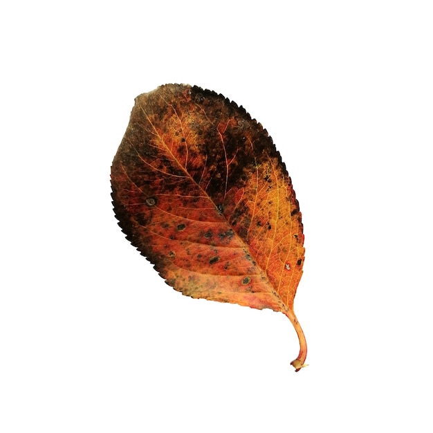 Beautiful colorful autumn leaf isolated on white background Aronia leaf yellow and reg pattern