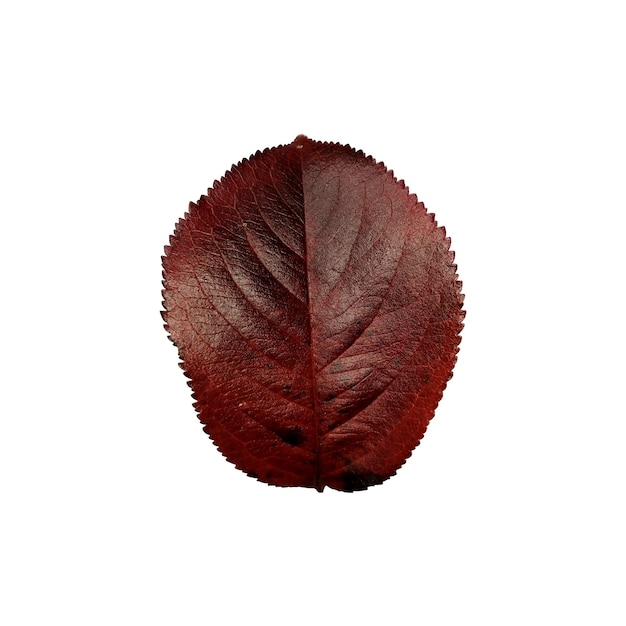 Beautiful colorful autumn leaf isolated on white background Chokeberry leaf dark red