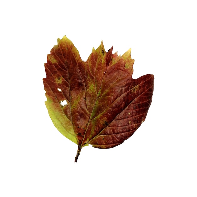 Beautiful colorful autumn leaf isolated on white background Chokeberry leaf dark red