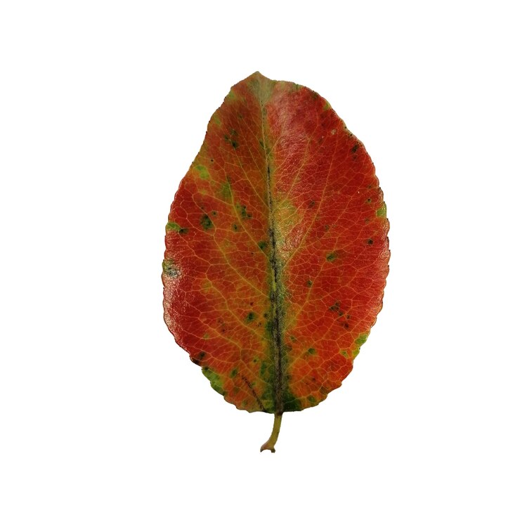 Beautiful colorful autumn leaf isolated on white background  Chokeberry leaf red