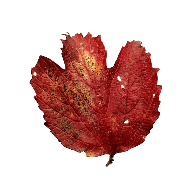 Beautiful colorful autumn leaf isolated on white background Red leaf from viburnum tree