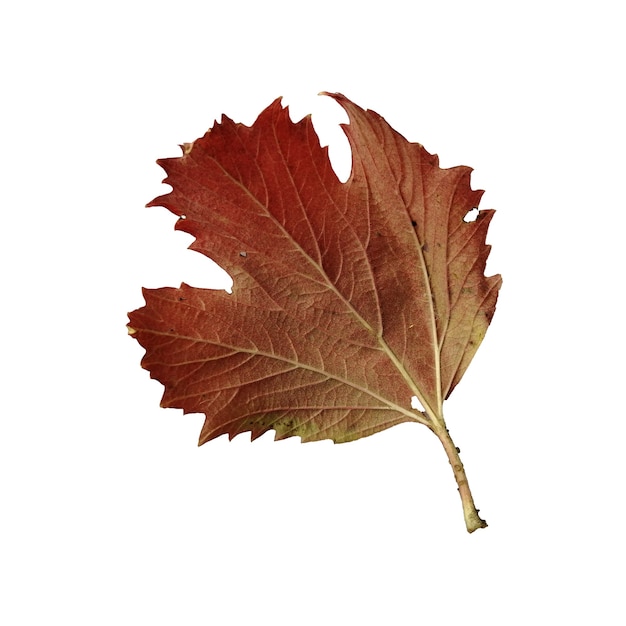 Beautiful colorful autumn leaf isolated on white background Red leaf from viburnum tree