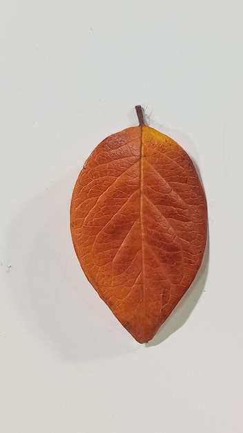 Beautiful colorful autumn leaf isolated on white background