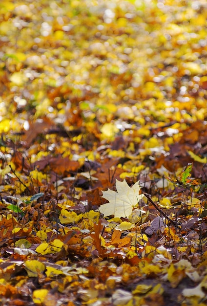 Beautiful Colorful Autumn Leaves Background