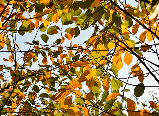 Beautiful colorful autumn leaves Green yellow orange red Autumn background The basis for the postcard