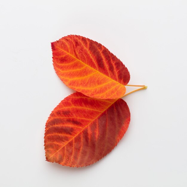 Beautiful colorful autumn leaves isolated on white background