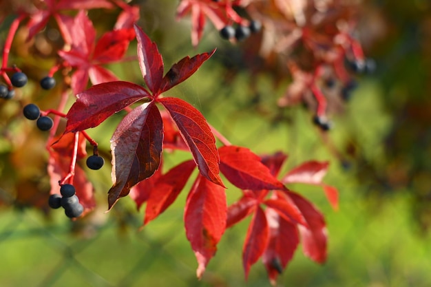 Belle foglie autunnali colorate sull'albero sfondo colorato della natura e concetto per la stagione autunnale